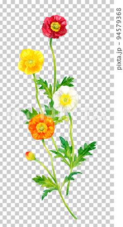 ポピー（ヒナゲシ）のカラフルなカットイラスト　春の花の手描き水彩イラスト素材 94579368