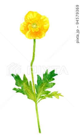 黄色のポピー（ヒナゲシ）のカットイラスト　春の花の手描き水彩イラスト素材 94579369