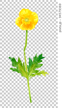 黄色のポピー（ヒナゲシ）のカットイラスト　春の花の手描き水彩イラスト素材 94579369