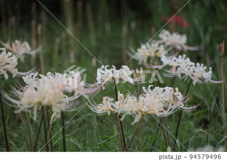 秋の花 彼岸花 曼殊沙華 秋の花 彼岸花 曼殊沙華 94579496