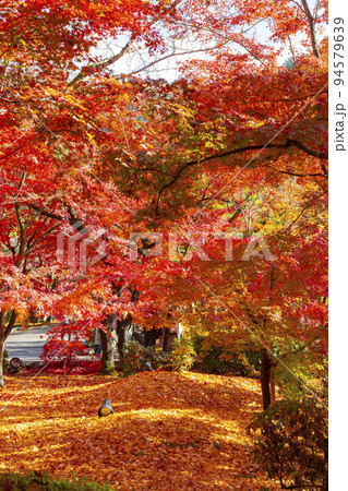 永観堂 禅林寺　和の道から見た紅葉の風景 94579639