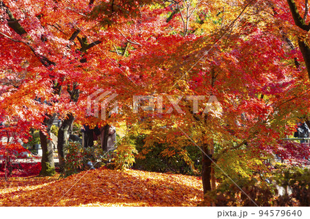 永観堂 禅林寺　和の道から見た紅葉の風景 94579640