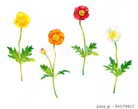 ポピー（ヒナゲシ）セット　春の花の手描き水彩イラスト素材集 94579927