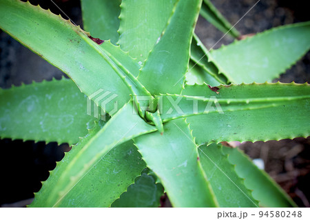 温室で栽培されている綺麗な緑色の植物アロエ 伊豆観光 温室で栽培されている綺麗な緑色の植物アロエ 伊豆観光 94580248