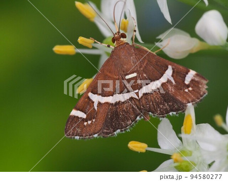 ニラの花にとまったシロオビノメイガ ニラの花にとまったシロオビノメイガ 94580277