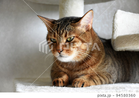【保護猫】キャットタワーの上でまったりくつろぐキジトラ猫 【保護猫】キャットタワーの上でまったりくつろぐキジトラ猫 94580360