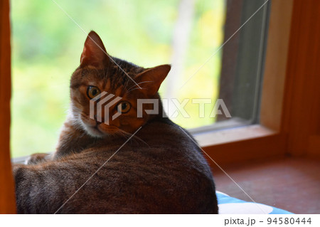 ログハウスの窓辺で座布団に座る2歳のキジトラ猫 94580444