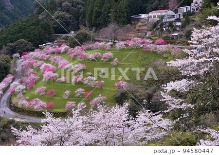 高知県の引地橋の花桃2022 高知県の引地橋の花桃2022 94580447