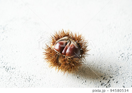 毬栗 94580534