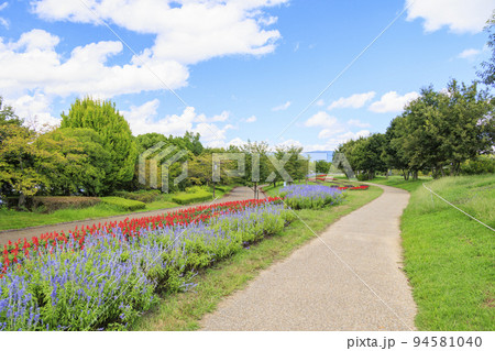 馬見丘陵公園 満開の夏の花々 馬見丘陵公園 満開の夏の花々 94581040