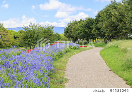 馬見丘陵公園 満開の夏の花々 馬見丘陵公園 満開の夏の花々 94581046