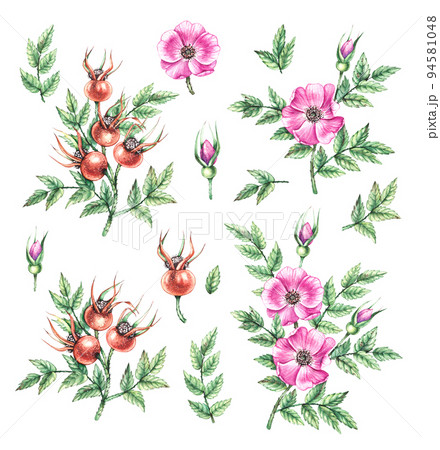 Watercolor set of rosehip branch with flowers and berries Watercolor set of rosehip branch with flowers and berries 94581048