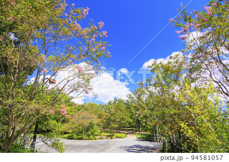 馬見丘陵公園 満開の夏の花々 馬見丘陵公園 満開の夏の花々 94581057