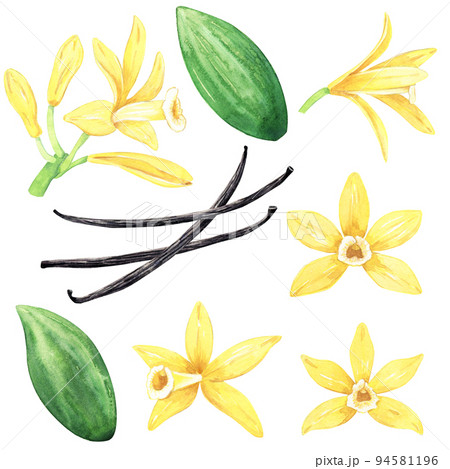 Watercolor collection of yellow vanilla flowers, dried sticks and green leaves. Illustration of blooming flowers. Hand drawn isolated flavor ingredient for recipe, label, packaging design. 94581196
