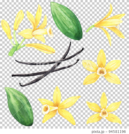 Watercolor collection of yellow vanilla flowers, dried sticks and green leaves. Illustration of blooming flowers. Hand drawn isolated flavor ingredient for recipe, label, packaging design. 94581196