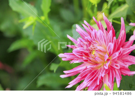 馬見丘陵公園　満開のダリア園 94581486