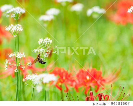 秋の風物詩　白いハナニラにやってきたニホンミツバチと群生して咲き誇る満開の彼岸花 94581607