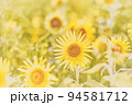 ひまわり 94581712