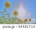 ひまわり 94581714
