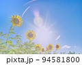 ひまわり 94581800