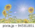 ひまわり 94581801