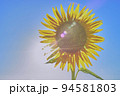 ひまわり 94581803