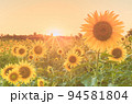 ひまわり 94581804