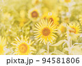 ひまわり 94581806
