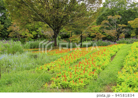 馬見丘陵公園 満開のキバナコスモスと秋の花々 馬見丘陵公園 満開のキバナコスモスと秋の花々 94581834