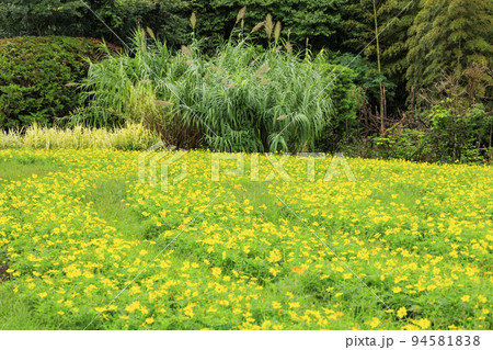 馬見丘陵公園　　満開のキバナコスモスと秋の花々 94581838