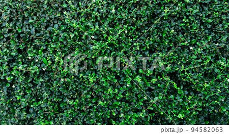 Small green leaves in hedge wall texture background. Closeup green hedge plant in garden. Eco evergreen hedge wall. Natural backdrop. Beauty in nature. Green leaves with natural pattern wallpaper. 94582063
