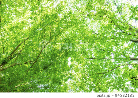 新緑と木漏れ日 94582135