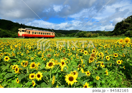 満開のひまわり畑を走る小湊鉄道のローカル列車 94582165