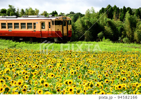 逆光に浮かび上がるひまわり畑と小湊鉄道のローカル列車 94582166