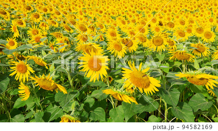 一面に広がるひまわり畑 一面に広がるひまわり畑 94582169