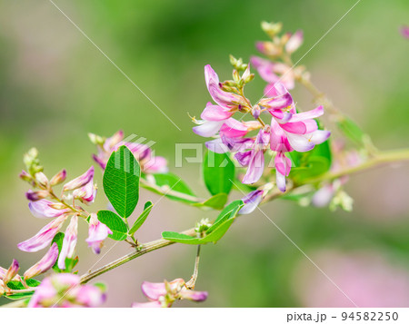 秋の美しい花 可憐で可愛い小さなハギの花 秋の美しい花 可憐で可愛い小さなハギの花 94582250