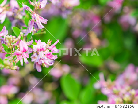 秋の美しい花 可憐で可愛い小さなハギの花 秋の美しい花 可憐で可愛い小さなハギの花 94582256