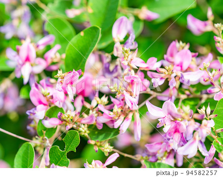 秋の美しい花 可憐で可愛い小さなハギの花 秋の美しい花 可憐で可愛い小さなハギの花 94582257