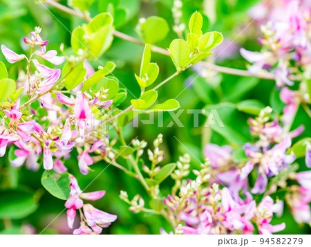 秋の美しい花　可憐で可愛い小さなハギの花 94582279