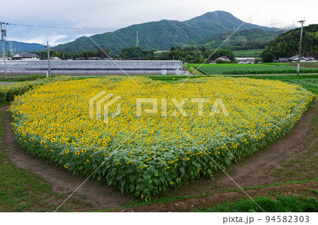 ハート型のひまわり畑 94582303