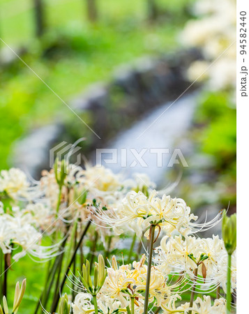 小川沿いに咲く満開の白い彼岸花 94582440