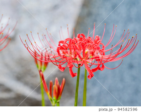 秋の風物詩　群生して咲き誇る満開の美しい彼岸花 94582596