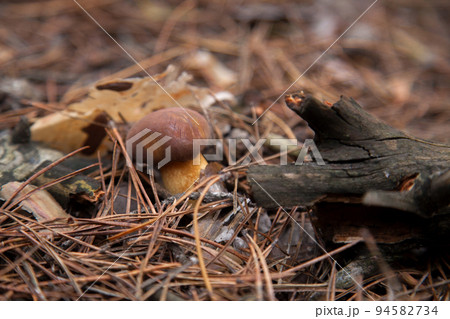 Imleria Badia or Boletus Badius commonly known as the Bay Bolete growing in pine tree forest.. 94582734