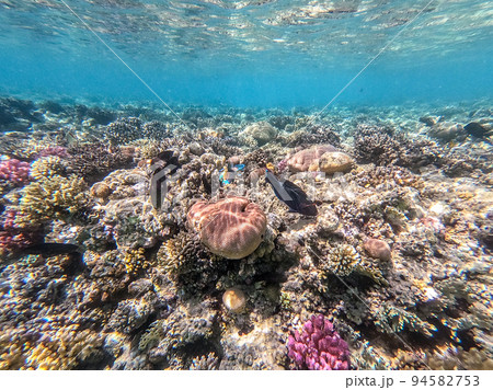Close up view of Hipposcarus longiceps or Longnose Parrotfish (Hipposcarus Harid) at coral reef.. Close up view of Hipposcarus longiceps or Longnose Parrotfish (Hipposcarus Harid) at coral reef.. 94582753