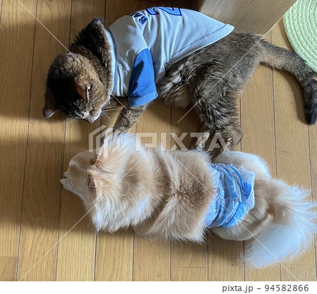 21歳のお爺ちゃん猫と8歳の男の子チワワ 94582866