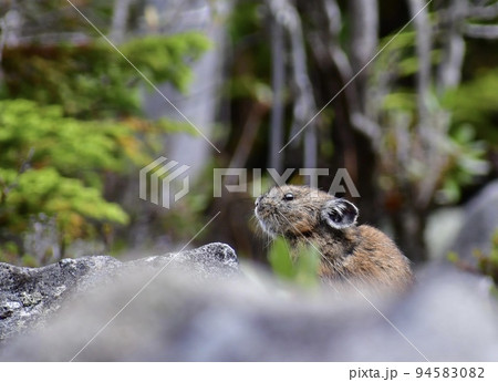 岩場で休憩のナキウサギ 94583082