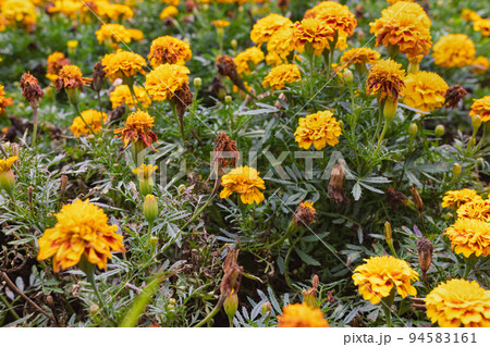 Orange tagetes or Marigold flowers. Floral background. Selective focus Orange tagetes or Marigold flowers. Floral background. Selective focus 94583161