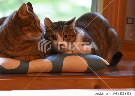 ログハウスの窓辺で座布団に座る2歳のキジトラ猫とサバトラ猫 94583308