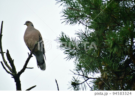キジバト キジバト 94583324