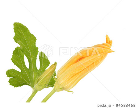 Closed buds of zucchini flowers with green leaves on a white background. Closed buds of zucchini flowers with green leaves on a white background. 94583468